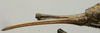 CollectionObject 1535134; 09af90a4-c577-4c09-aea9-58f904d63d96: female ovipositor (lectotype). (CollectionObject).
