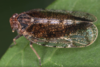 Live specimen: !! display not done !! on Tachycixius (Tachycixius) pilosus (Olivier, 1792): (Observation).