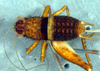 CollectionObject 1580116; f7ef8abe-029f-4beb-9cbf-894c70302729: female, dorsal view (paratype). (CollectionObject).