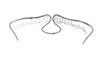 Neopedies noroestensis Ronderos, 1991: Fig. F. lophi of epiphallus, anterior view. (Otu).