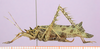 CollectionObject 1513178; 6270469a-0578-4f02-afbd-d9f960f35f2f, cbt063s02: male, lateral view (holotype). (CollectionObject).