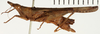 CollectionObject 1529889; 51470ec7-01b6-4b85-a928-a8352b94dc67: female, lateral view (holotype). (CollectionObject).;CollectionObject 1529890; 6f14e6dd-fe3e-46f7-99ca-3e30fa6cab0e: female, lateral view (holotype). (CollectionObject).