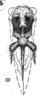 Habitus, dorsal view on Cyphonia pygmaea Sakakibara, 1968: (Observation).