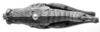 CollectionObject 1525199; 2effc462-9bd3-42aa-a87b-eecf0b822898: female, dorsal view (allotype). (CollectionObject).