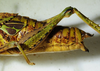 CollectionObject 1498671; c97a914b-ff0b-4ed8-9a97-1d4d3294415d: female abdomen tip, lateral view. (CollectionObject).