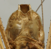 CollectionObject 1535976; eb9c2630-db16-4b83-a15e-9a076388c642: male abdomen tip, ventral view(syntype). (CollectionObject).