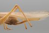 CollectionObject 2189001; ZUFMS ORT01046, ZUFMS ORT01046, d05b2c54-300c-4701-931c-9c0830520ff3: Ovipositor, lateral view. (CollectionObject).