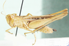 Metaxymecus gracilipes (Brancsik, 1895): lateral view. (Otu).