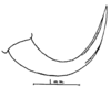 Anaulacomera (Anaulacomera) acutangulata Márquez Mayaudón, 1965: Fig. 9 (after holotype). male left cercus, lateral view. (Otu).