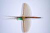 CollectionObject 1590081; 895a6d0c-875c-4869-b7ef-958a1f7a52fb: copyright MNHN, Paris. female of Agrostia cinerea (neotype). (CollectionObject).