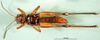 CollectionObject 1502323; 2c220161-4661-4d18-bb6a-f0c8362f867b, DORSA BA000812S04: female, ventral view (syntype). (CollectionObject).