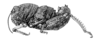 Eunapiodes granosus (Stål, 1876): Fig. 554. female habitus. (Otu).