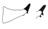 Ampelophilus meridionalis (Bruner, 1908): Fig. 62. male cercus. (Otu).