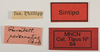 CollectionObject 1572359; 247d74ba-175f-4e21-8aa3-20ea33173345, MNCN64: labels (lectotype). (CollectionObject).