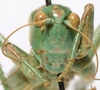 CollectionObject 1527088; cb52e0e0-0be1-424a-9374-e3b3a4b32268: male, frontal view (holotype). (CollectionObject).