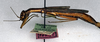 CollectionObject 1558276; NMW 249, 0ebce49b-52f7-412a-ad49-121a65b6c927: copyrightNMW. female, lateral view (syntype). (CollectionObject).