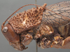 CollectionObject 1505756; ee2a8d26-a174-4663-b790-ae8baa894cb9: female head and pronotum, lateral view (holotype of Echinacris hispida). (CollectionObject).