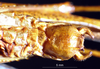CollectionObject 1503248; 75e53c44-9a74-446f-a7ad-3179280ebb05: male subgenital plate. (CollectionObject).