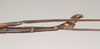 CollectionObject 1558588; b20d032c-9c70-4c15-96d5-4319c2aa3647: copyright Natural History Museum, London. male: end of abdomen, lateral view (holotype). (CollectionObject).