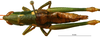 CollectionObject 1537803; 308dcdda-f231-4cd3-9e10-4896fba240dd: female habitus dorsal view (paratype). (CollectionObject).