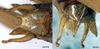 male abdomen tip (syntype). Depicts CollectionObject 1532940; NMW 12012, e8b9a15c-e3ea-44a5-a85a-a17967a1aa81, a CollectionObject.