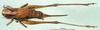 CollectionObject 1502451; 0dfd44b6-9d03-40be-bf3c-28959005e226: female, dorsal view. (CollectionObject).