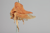 Habitus, lateral view: !! display not done !! on Telamona fasciata Fitch, 1851: (Observation).