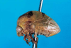 Habitus, lateral view on Amastris rotheai Evangelista & Sakakibara, 2007: (Observation).