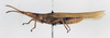 CollectionObject 1501018; cdf2d51d-b64d-4fd9-b869-b7a278254943: male, lateral view (lectotype). (CollectionObject).