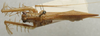 CollectionObject 1535207; b48c002c-6524-4fe9-a695-c76e009b76d3: female, dorsal view (lectotype). (CollectionObject).