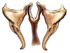 Connective: Bahita infuscata, connective and styles, ventrally (NMNH). (Observation).