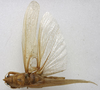 CollectionObject 1535041; 62e50921-dcb8-4dc6-874a-ec05c024a037: male, dorsal view (lectotype). (CollectionObject).