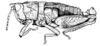 Crites prestoni Rehn, 1942: Fig. 154. male habitus. (Otu).