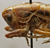 CollectionObject 1535928; 1205e08e-abef-49a9-8d55-ac2e2edad6cd: female pronotum, lateral view (allotype). (CollectionObject).