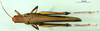 CollectionObject 1502247; cea25ec3-2d57-48a8-871d-64199fcc5806, DORSA BA000559S03: female, dorsal view (syntype). (CollectionObject).