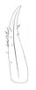 Ceuthophilus (Ceuthophilus) gracilipes gracilipes (Haldeman, 1850): Fig. 288. subdistal cephalic spurs of caudal tibia. (Otu).