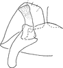 Stylus on Exitianus natalensis Ross, 1968: ventral view. (Observation).