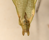 CollectionObject 1557807; 3cdee121-930a-471d-953a-90ed85349d12: copyright UMO. male end of abdomen, dorsal view (syntype). (CollectionObject).;CollectionObject 1557808; 847219de-857b-47ba-9092-e802aa581c6b: copyright UMO. male end of abdomen, dorsal view (syntype). (CollectionObject).