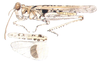 Derotmema delicatulum Scudder, 1900: habitus and wings. (Otu).