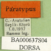 CollectionObject 1571959; 3836adba-d6c7-4036-abc3-9fcadd0767ff: labels (paratype). (CollectionObject).