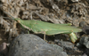 Pyrgomorpha (Pyrgomorpha) tereticornis (Brullé, 1840): green morph. (Otu).