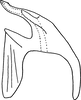 Aedeagus, lateral view: Aedeagus, lateral view. (Observation).