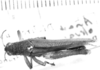 Atrachelacris olivaceus (Bruner, 1911): male, dorsal view (holotype?). (Otu).
