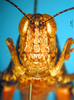 CollectionObject 1521450; c3568e87-82ae-4cf2-a711-a63a09d8f260: female, frontal view (allotype). (CollectionObject).