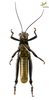 CollectionObject 1849152; e72b6abf-4127-4552-9b34-d3fa3abbe9bf, Unioeste Cascavel K-0563: Male. Ventral view. Code: K-0563. (CollectionObject).