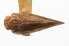 Habitus, dorsal view: !! display not done !! on Ormenana linki (Heidemann & Osborn, 1917): (Observation).