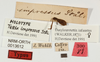 CollectionObject 1529884; NHRS 13612, 7edf66f9-675d-48ca-b267-a844c96c822c: female, labels (holotype). (CollectionObject).
