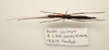 CollectionObject 1595843; 39db403f-1eb3-4635-aa49-efa4a8876873: copyright LKCNH Singapore. female, dorsal view (paratype). (CollectionObject).;CollectionObject 1595844; 299e4fd2-270f-4910-a9c7-b4b5150c199f: copyright LKCNH Singapore. female, dorsal view (paratype). (CollectionObject).
