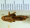 CollectionObject 1498700; 7a89fd7a-e56b-4c03-80b6-015f831b3428: female, dorsal view. (CollectionObject).