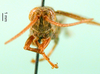 CollectionObject 1502866; 73bb31b7-0de3-45ad-bd3b-637256c15fa0: male, frontal view (paratype). (CollectionObject).